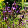 Vervain, Blue (Verbena hastata) potted plant, organic - Image 2