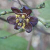 Blue Cohosh Live Root (Caulophyllum thalictroides), organic - Image 5
