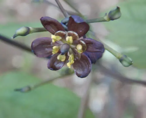 Blue Cohosh Live Root (Caulophyllum thalictroides), organic - Image 5