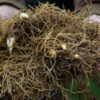 Blue Cohosh Live Root (Caulophyllum thalictroides), organic - Image 7