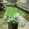 Bodhi Tree (Ficus religiosa) potted plant, organic