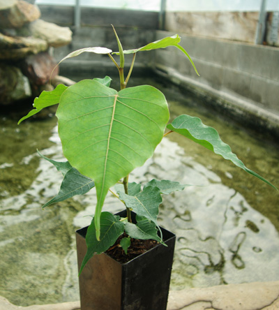 Acheter anyanou aligna xylocarpa Tree Seeds Plante Ficus Religiosa Bodhi Tree puti 