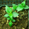 Bodhi Tree (Ficus religiosa) potted plant, organic - Image 3