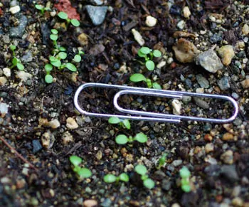 Boneset (Eup. perfoliatum) seeds - Image 2
