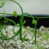 Bowiea (Bowiea volubilis), packet of 10 seeds, organic - Image 3
