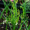 Bowiea (Bowiea volubilis), packet of 10 seeds, organic - Image 2