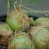 Bowiea (Bowiea volubilis), packet of 10 seeds, organic - Image 4