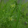 Bowiea (Bowiea volubilis), packet of 10 seeds, organic - Image 5