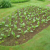 Plantain, Che-qian (Plantago asiatica), packet of 50 seeds, organic