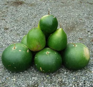 Gourd, Bushel Basket (Lagenaria siceraria), packet of 10 seeds