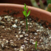 Butcher's Broom (Ruscus aculeatus), packet of 5 seeds - Image 5