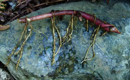 Petasites Live Root (Petasites palmatus)