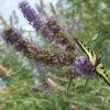 Chaste Tree (Vitex agnus-castus) seeds, organic - Image 4