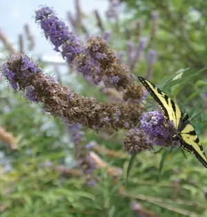 Chaste Tree (Vitex agnus-castus) tree in a 5-inch-deep pot, organic - Image 3