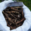 Calamus (Acorus calamus var. americanus), packet of 100 seeds - Image 4