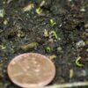 Calamus (Acorus calamus var. americanus), packet of 100 seeds - Image 5