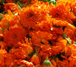 Calendula, Orange (Calendula officinalis) seeds, organic