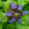 Chia, Golden (Salvia columbariae), packet of 50 seeds