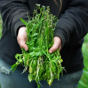 Shepherd's Purse (Capsella bursa-pastoris) seeds, organic - Image 2