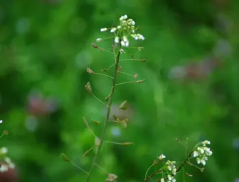 Shepherd's Purse (Capsella bursa-pastoris) seeds, organic