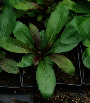 lobelia cardinalis amazing cardinal