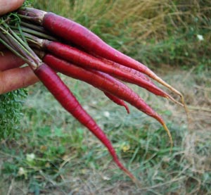 Kidz Vegetable Garden, 7 packs of kid-friendly open-pollinated vegetable seeds, organic - Image 7