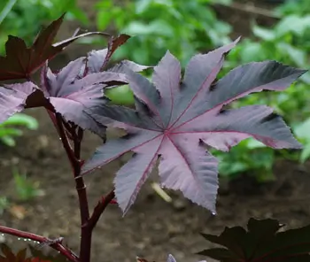 Castor, New Zealand Purple (Ricinus communis) packet of 5 seeds, organic