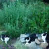Catnip, Official (Nepeta cataria) seeds, organic