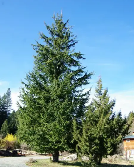 Cedar of Lebanon (Cedrus libani) packet of 6 seeds, Organic (USA ONLY)
