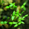 Celery, Utah Tall (Apium graveolens) seeds, organic - Image 2