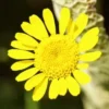 Dye Plants Seed Collection (8 seed packets): Amaranth, Hopi Red Dye; Chamomile, Dyer's; Japanese Indigo, Pink-Flowered; Madder; Marigold, French; Nettles; Our Lady's Bedstraw; Sunflower, Hopi Black Dye, Organic - Image 3