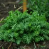 Chamomile, Saint John's (Anthemis sancti-johannis), potted plant, Organic - Image 4