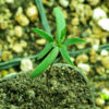Chaparral (Larrea tridentata), potted plant, organic - Image 3