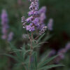 Chaste Tree (Vitex agnus-castus) seeds, organic