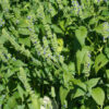 Chia, Mexican White (Salvia hispanica) seeds, organic