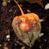 Japanese Lantern (Physalis alkekengi franchetii), packet of 50 seeds, organic - Image 3