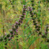 Motherwort, Chinese (Leonurus japonicus) seeds, organic - Image 2