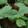 Motherwort, Chinese (Leonurus japonicus) seeds, organic - Image 3