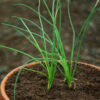 Chives, English (Allium schoenoprasum) potted plant, organic