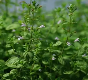 Calamint, Showy (Clinopodium grandiflorum) potted plant - Image 5