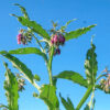 Comfrey, True (Symphytum officinale) potted plant, organic - Image 3