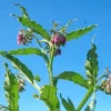 First Time Medicinal Herb Garden (Holy Basil, Calendula, Comfrey, Self Heal and Yarrow), Organic - Image 5