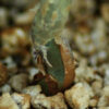 Guggul (Commiphora wightii), packet of 5 seeds, organic - Image 9