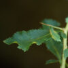 Guggul (Commiphora wightii), packet of 5 seeds, organic - Image 8