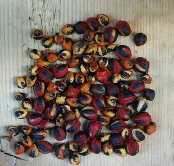 Guggul (Commiphora wightii), packet of 5 seeds, organic - Image 7