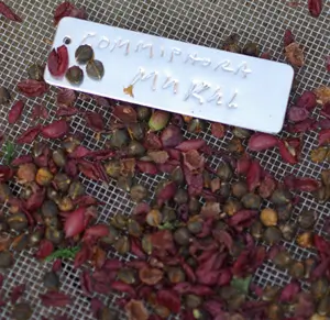 Guggul (Commiphora wightii), packet of 5 seeds, organic - Image 6