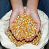Corn, Golden Bantam (Zea mays) seeds, organic - Image 2