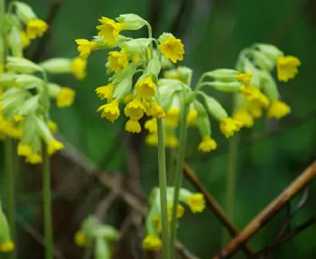 Cowslip (Primula veris), packet of 100 seeds, organic - Image 2
