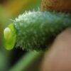 Cucumber, Squirting (Ecballium elaterium), packet of 10 seeds, organic - Image 5