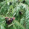 Curry Leaf Tree (Murraya koenigii) packet of 5 seeds, organic (USA ONLY) - Image 8
